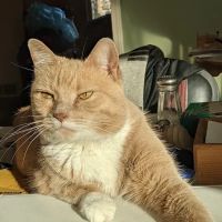 Dickin Memorial Animal Hospital ico