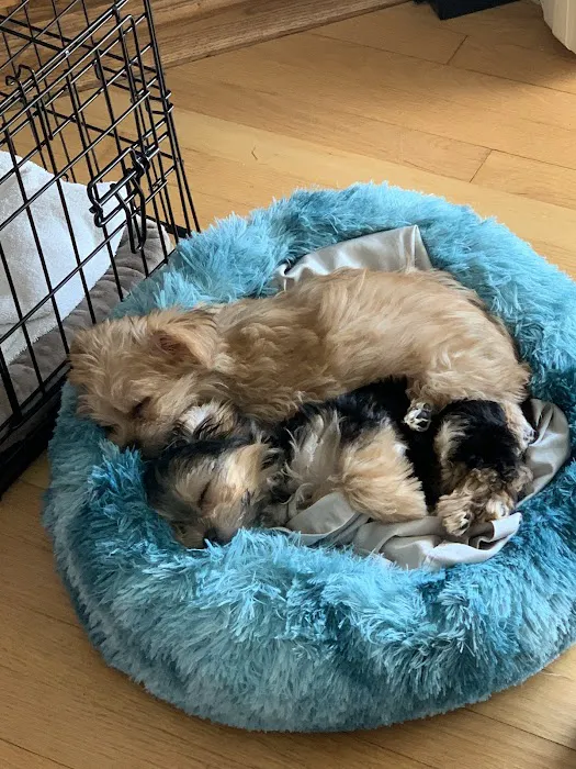 Dickin Memorial Animal Hospital Picture 2