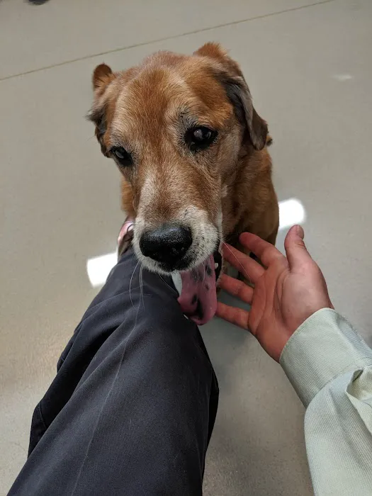 Dickin Memorial Animal Hospital Picture 7