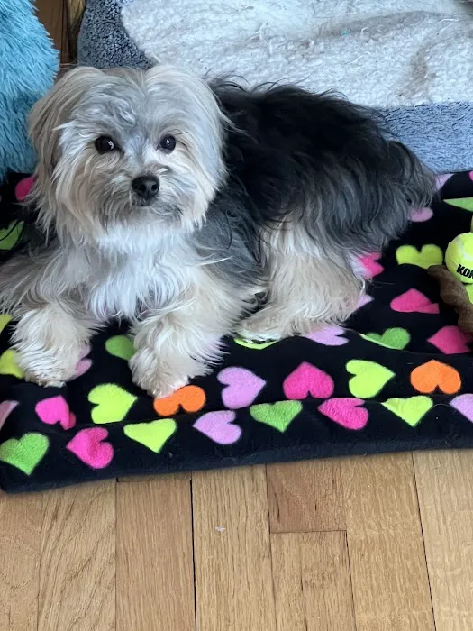 Dickin Memorial Animal Hospital Picture 4