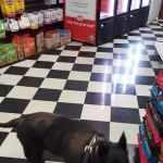 Pet Mania