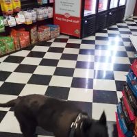 Pet Mania ico