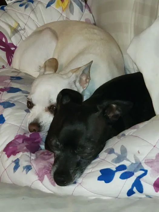 Pet Mania Picture 8