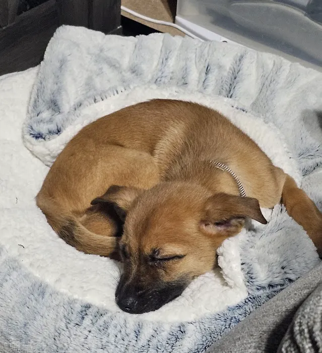 VCA Southern Tier Animal Hospital Picture 5