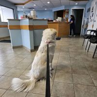 VCA Southern Tier Animal Hospital ico