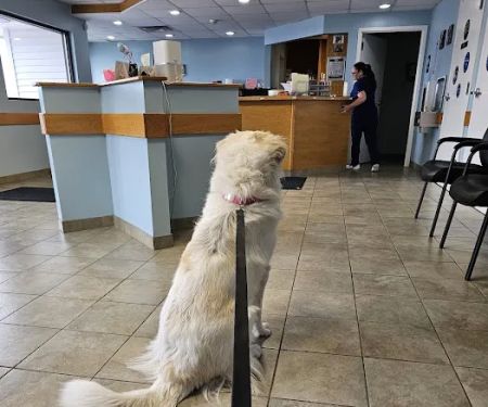 VCA Southern Tier Animal Hospital