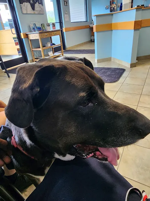 VCA Southern Tier Animal Hospital Picture 4