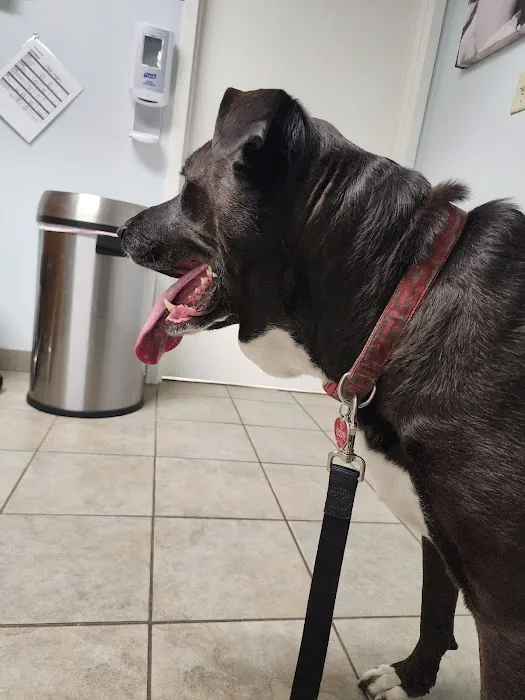 VCA Southern Tier Animal Hospital Picture 3