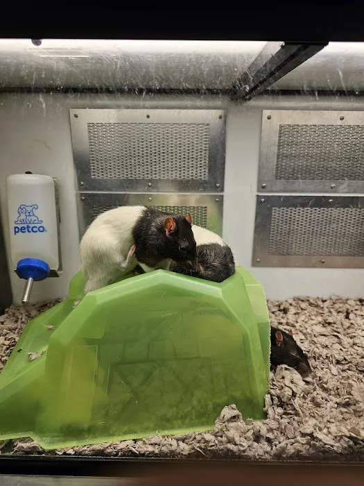Petco Picture 7