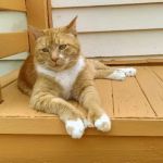 Johnson City Veterinary Hospital