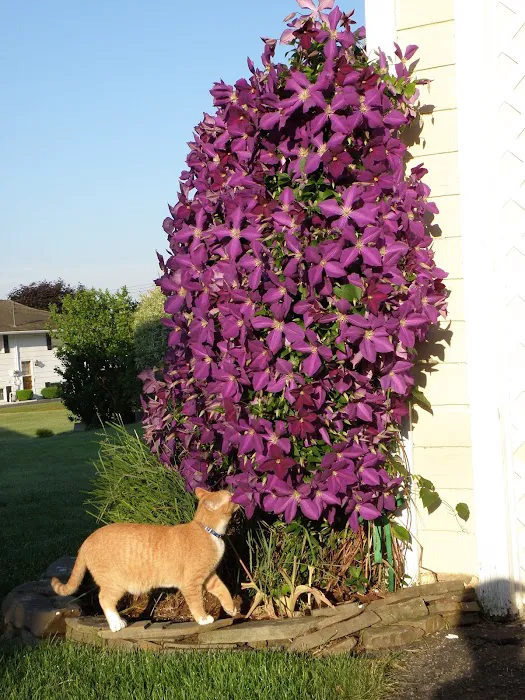 Johnson City Veterinary Hospital Picture 5
