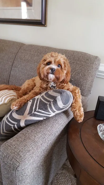 Just Dog People Picture 9