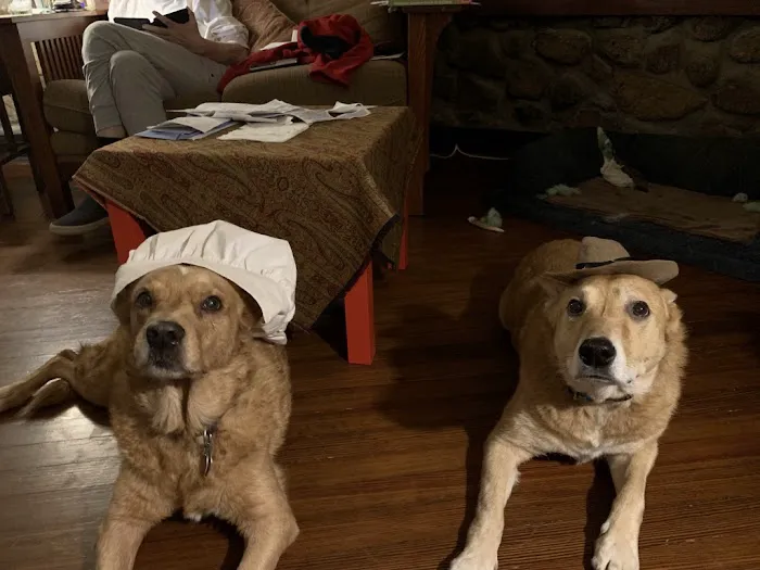 Rockland Veterinary Care - Hudson Valley Picture 6