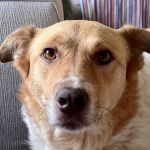 Rockland Veterinary Care - Hudson Valley