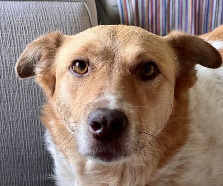 Rockland Veterinary Care - Hudson Valley