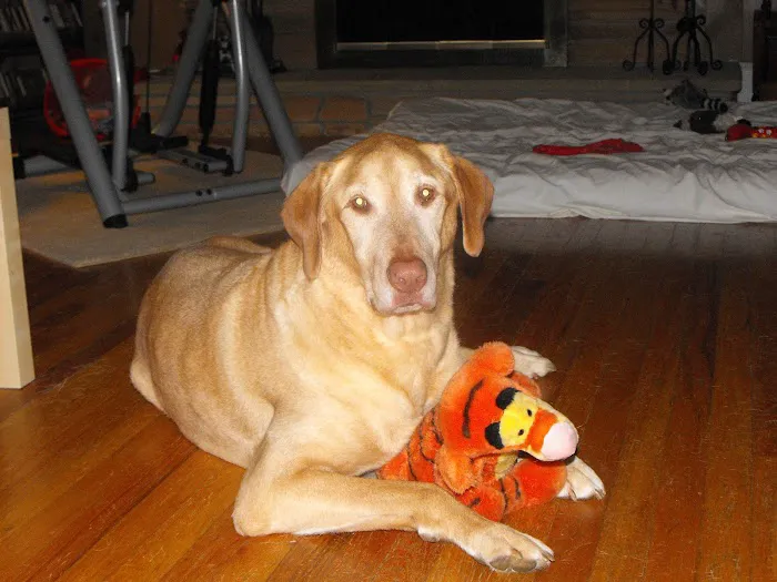 Rockland Veterinary Care - Hudson Valley Picture 9