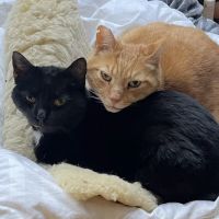 Palisades Veterinary Hospital ico