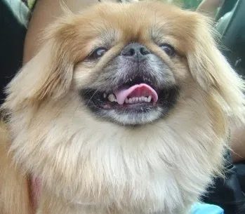 Palisades Veterinary Hospital Picture 2