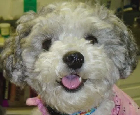 Palisades Veterinary Hospital Picture 3