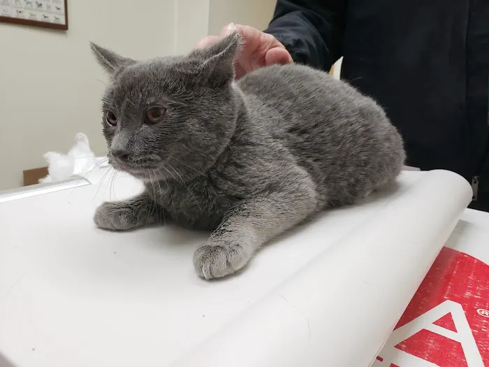 County Animal Hospital Picture 2