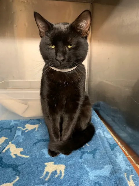 County Animal Hospital Picture 3