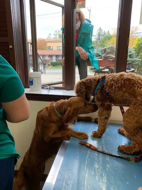 County Animal Hospital Picture 1