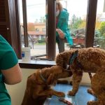 County Animal Hospital