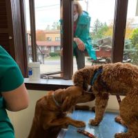 County Animal Hospital ico