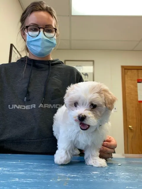 County Animal Hospital Picture 4
