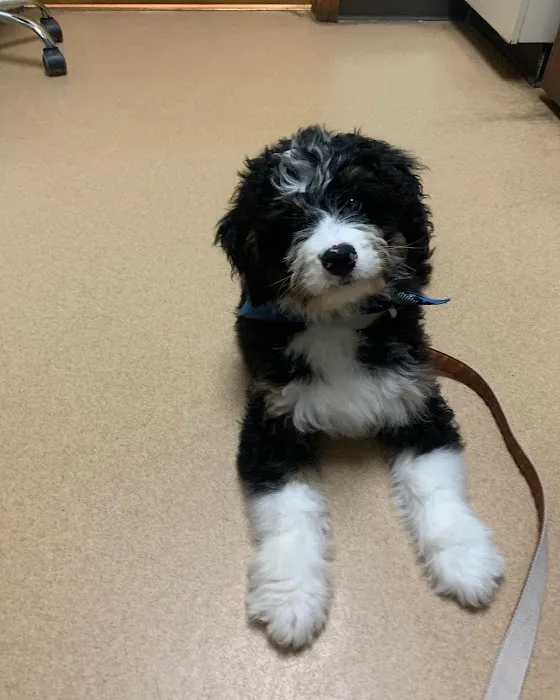 Hillsdale Animal Hospital Picture 4