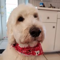 Hillsdale Animal Hospital ico