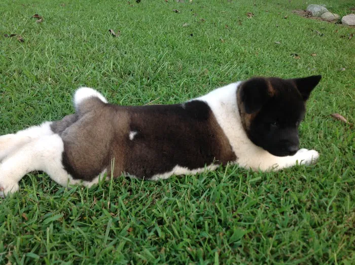 Twin OAK AKITAS Picture 4