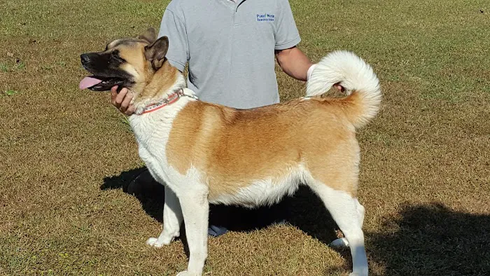 Twin OAK AKITAS Picture 5