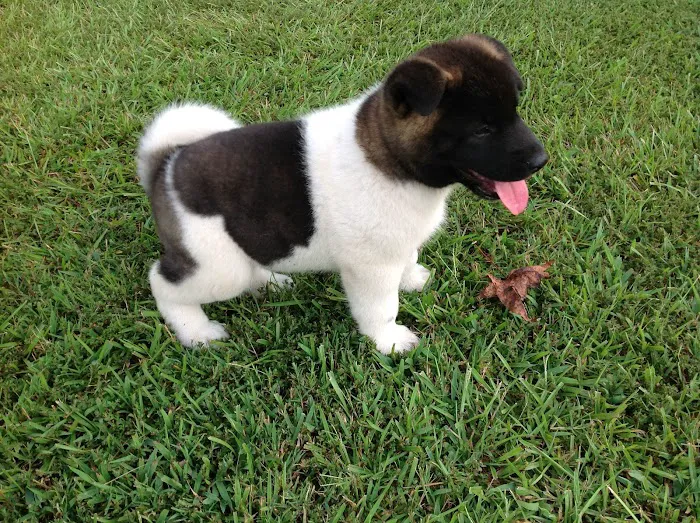 Twin OAK AKITAS Picture 2