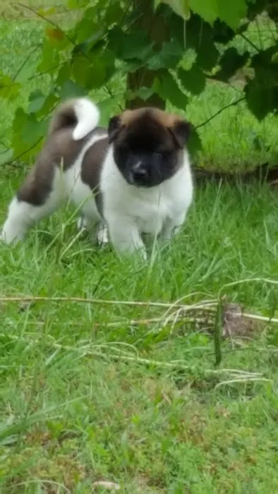 Twin OAK AKITAS Picture 3
