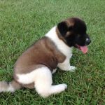 Twin OAK AKITAS