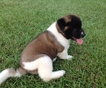Twin OAK AKITAS