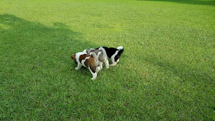 Twin OAK AKITAS Picture 8