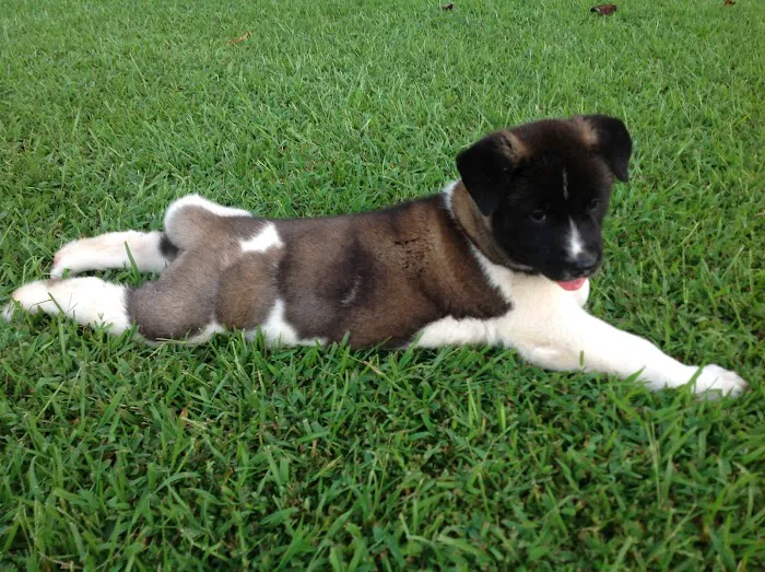Twin OAK AKITAS Picture 9