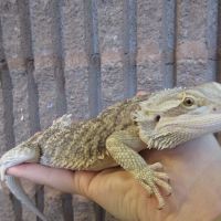 Creature Comforts Animal Hospital, P.C. ico