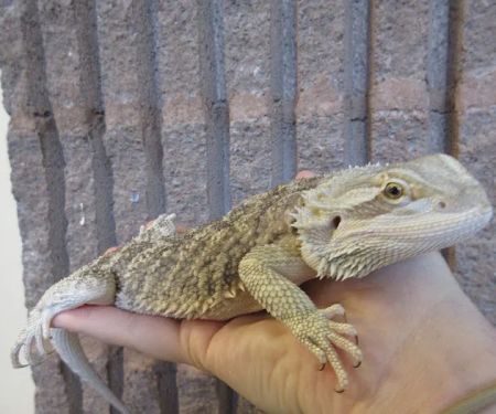 Creature Comforts Animal Hospital, P.C.