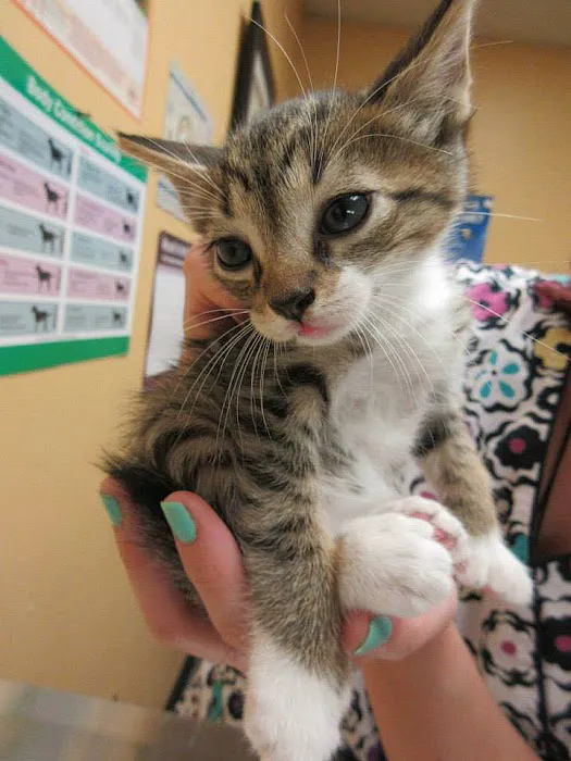 Creature Comforts Animal Hospital, P.C. Picture 2