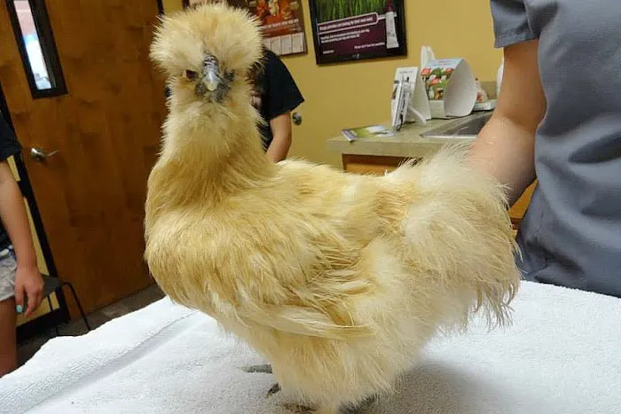 Creature Comforts Animal Hospital, P.C. Picture 4