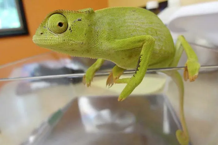 Creature Comforts Animal Hospital, P.C. Picture 5