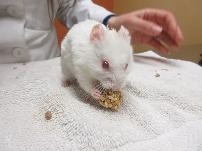 Creature Comforts Animal Hospital, P.C. Picture 7