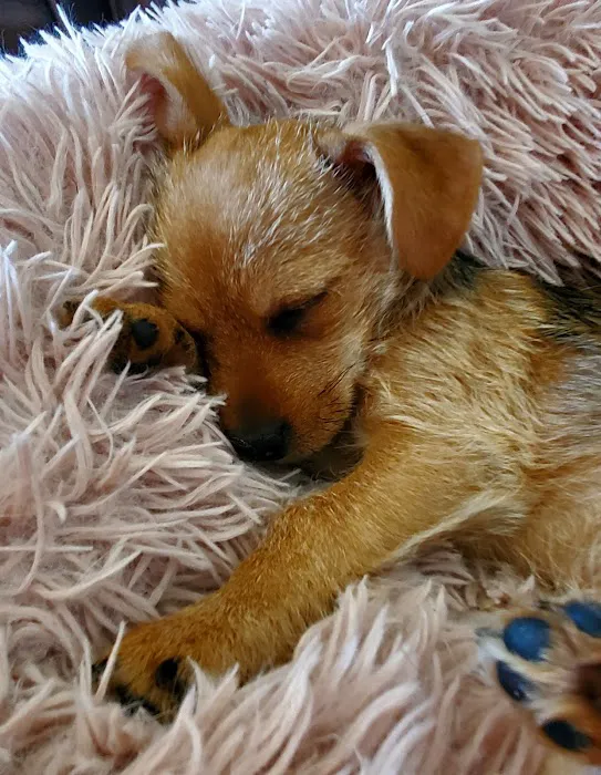 Poughkeepsie Animal Wellness Picture 4