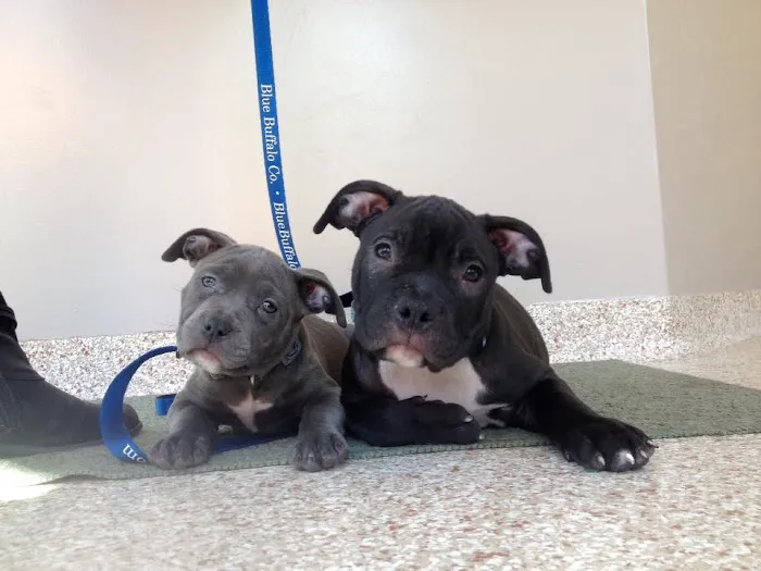 Full Circle Veterinary Hospital Picture 4