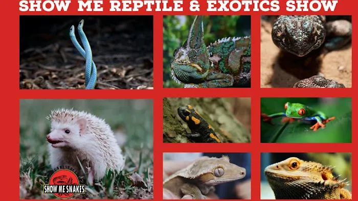 Durham Reptile Expo Show Me Reptile Show Picture 2
