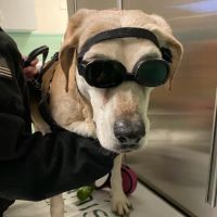 Banister Animal Hospital ico