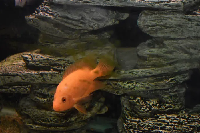 Angelo's Tropical Fish World Picture 9